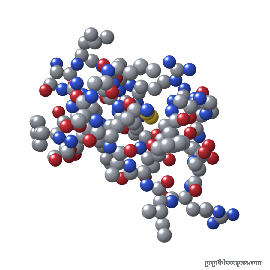 Space-filling 3D model of Atrial Natriuretic Peptide (ANP), carbon grey, nitrogen blue, oxygen red