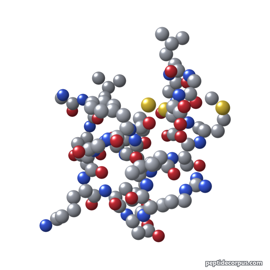 Space-filling 3D model of C-Type Natriuretic Peptide (CNP), carbon grey, nitrogen blue, oxygen red