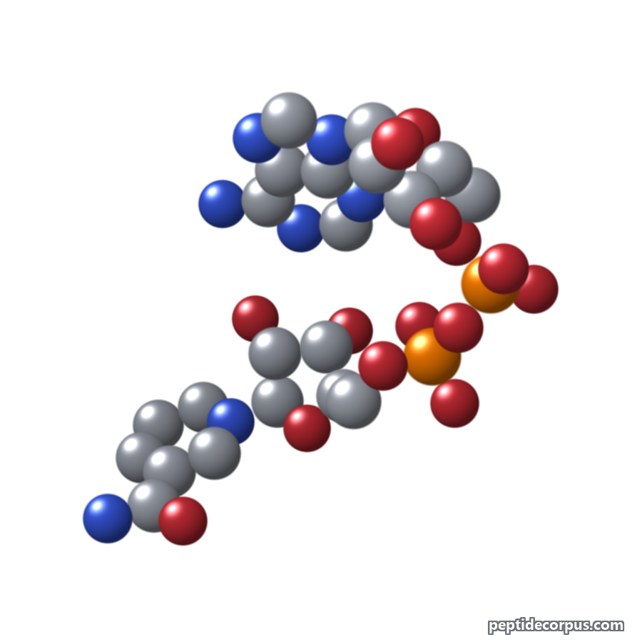 Space-filling 3D model of NAD+, carbon grey, nitrogen blue, oxygen red