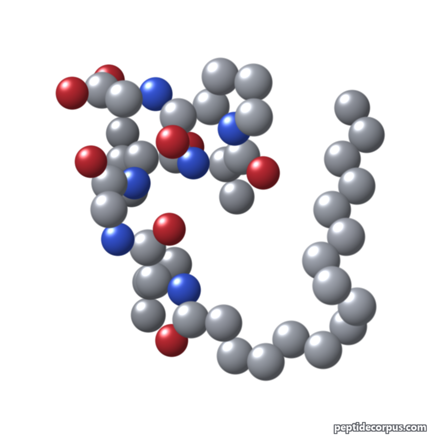 Space-filling 3D model of Oligopeptide-34, carbon grey, nitrogen blue, oxygen red