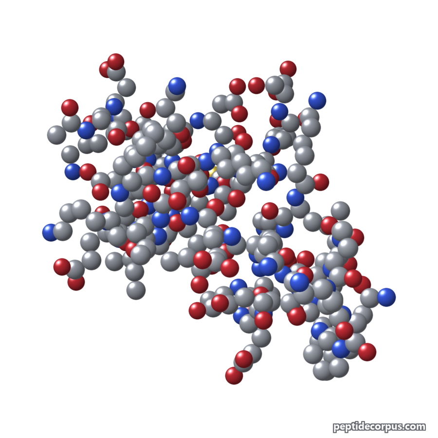 Space-filling 3D model of Thymosin Beta-4, carbon grey, nitrogen blue, oxygen red